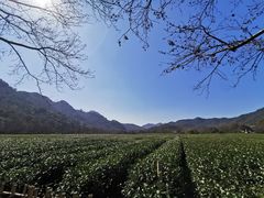 -中国茶叶博物馆(双峰馆区)