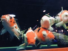 -柠檬现场台湾生鲜火锅(金茂豪庭店)