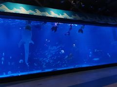 -烟台海昌鲸鲨海洋公园