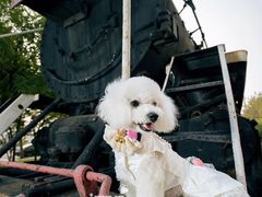 -超宠爱宠物摄影-Super pet
