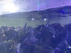 -泉城欧乐堡海洋极地世界