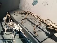 -自贡恐龙博物馆