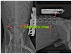 -东莞宠友24H宠物中心医院·转诊夜诊·异宠(新河北路院)