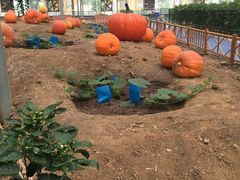 -兰陵国家农业公园