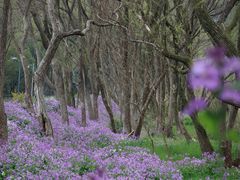-西湖风景区-江洋畈生态公园