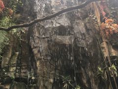 -正佳雨林生态植物园
