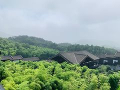 -大唐贡茶院