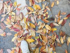 -国生茶庄·地道农家菜团建活动