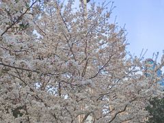 -西北湖绿化广场