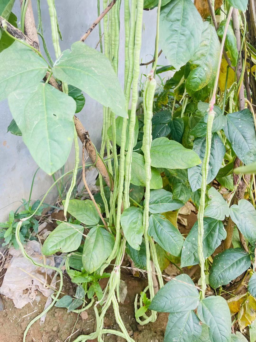 每日蔬食,从豌豆开始,菜园的豆角,夏天蔬菜丰