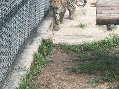 -深圳野生动物园