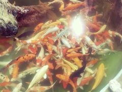 -正佳雨林生态植物园