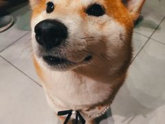 -柴务处·柴犬主题狗咖