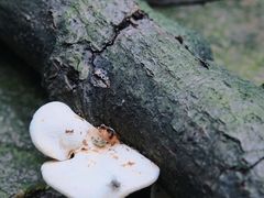 -都江堰普照寺
