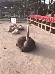 -上美四季动物农场