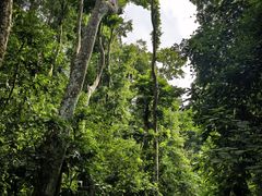 -西双版纳原始森林公园