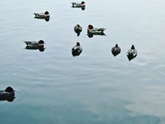 -水前寺成趣园