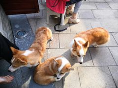 -柯斗斗主题餐厅·狗咖·围炉煮茶·茶饮(国瑞升平里店)