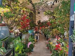 -溪岸路花鸟市场