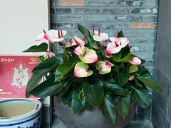-丹江渔村(首都机场店)