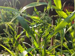 -广州神农草堂中医药博物馆