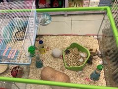 -钓仓鼠(洋桥北里小区店)