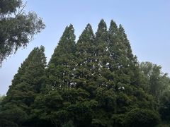 -洛阳市隋唐城遗址植物园