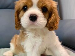 -萌宠之家·腊肠犬·马尔泰·小体犬舍