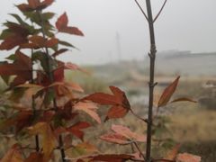 -淇河国家湿地公园