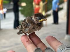 -大槐树寻根祭祖园