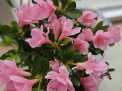 -麦当劳(王顶堤店)