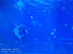-烟台海昌鲸鲨海洋公园