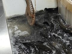 -都江堰石锅鱼
