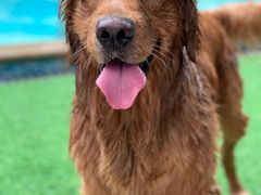 -汪说喵讲宠物乐园宠物酒店(红星美凯龙店)