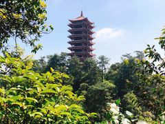 -缙云山景区
