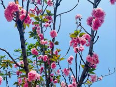 -天适樱花悠乐园