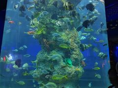 -芜湖新华联大白鲸海洋公园