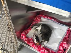 -艾贝尔宠物医院·24H转诊中心·肿瘤猫专科(江宁双龙店)