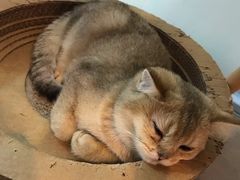 -三花喵·撸猫购宠·宠物生活馆(虹桥南丰城店)
