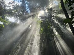 -西双版纳原始森林公园