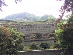 -龙井村