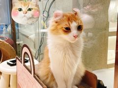 -momokira米努特·德文卷毛猫·棉花面纱犬
