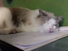 -猫猫幼稚园·撸猫·桌游·电玩