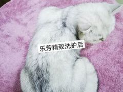 -汪小喵宠物·戴维斯乐芳希施宠馨宝皮毛调理洗护店