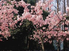 -上海滨江森林公园