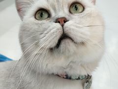 -糯米喵星人·撸猫猫舍咖啡馆(西市场嘉华店)