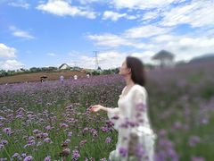 -紫颐香薰山谷景区