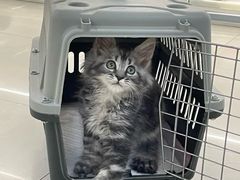 -lincat·猫舍(广州店)