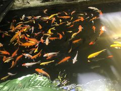 -优之名鹅城