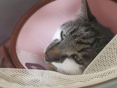-瑞派康怡24h宠物医院·犬猫医疗中心·微创绝育(瑞景分院)